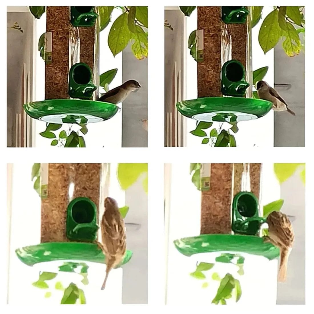 TweetTreate™️ Bird feeder (Pack of 2)